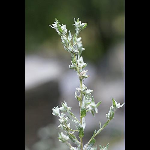 Logfia arvensis (L.) J. Holub &copy; PACHES Gilles