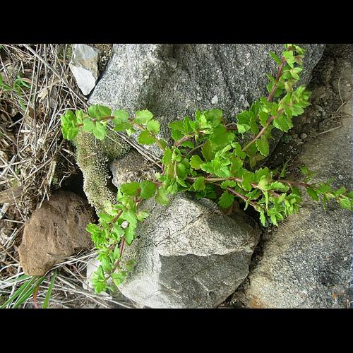 Veronica agrestis L., 1753 © GARRAUD Luc