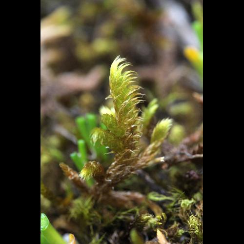 Rhytidium rugosum (Hedw.) Kindb. © LEGLAND Thomas