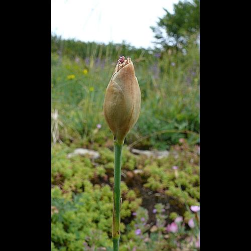 Petrorhagia prolifera (L.) P.W.Ball & Heywood, 1964 © VILLARET Jean-Charles