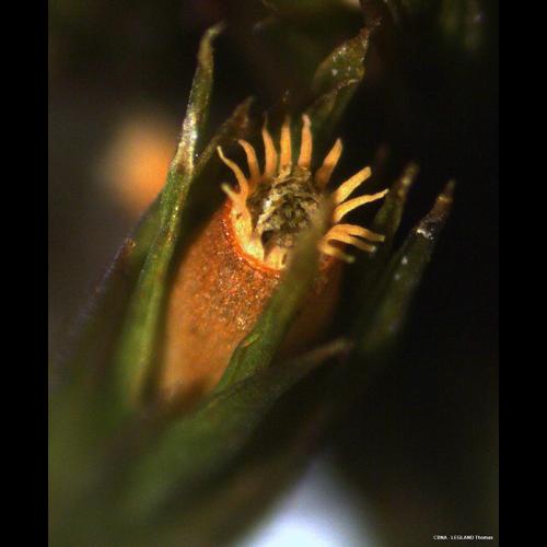 Orthotrichum striatum Hedw. © LEGLAND Thomas