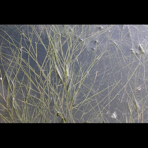 Potamogeton pectinatus L. © VILLARET Jean-Charles