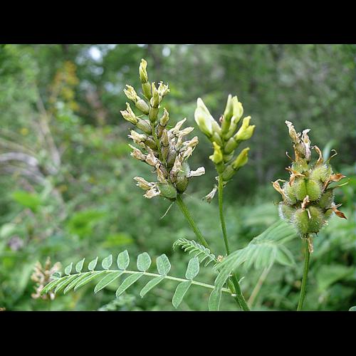 Astragalus cicer L., 1753 © VILLARET Jean-Charles