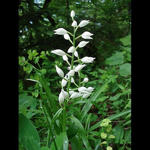 Cephalanthera longifolia (L.) Fritsch, 1888 © GARDET Sandrine