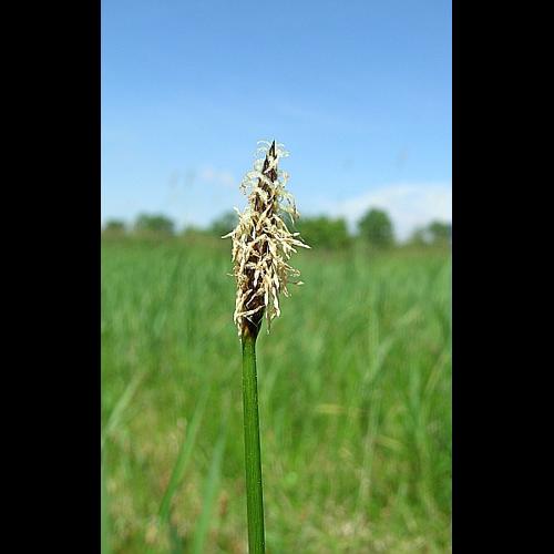 Eleocharis uniglumis (Link) Schultes &copy; VILLARET Jean-Charles