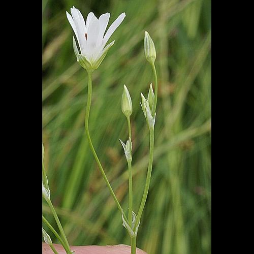 Stellaria palustris Retz. © PACHES Gilles