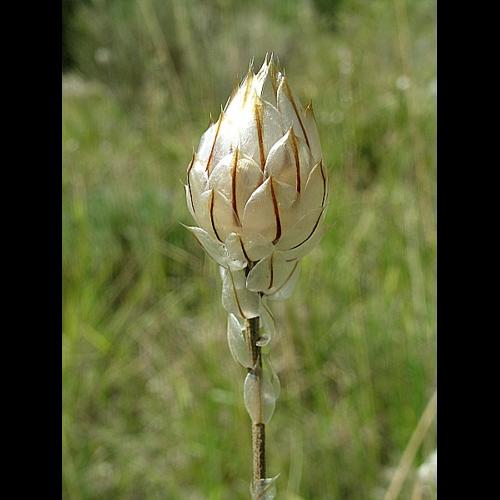 Catananche caerulea L., 1753 © VILLARET Jean-Charles