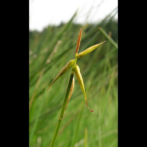Carex pauciflora Lighft. © VILLARET Jean-Charles