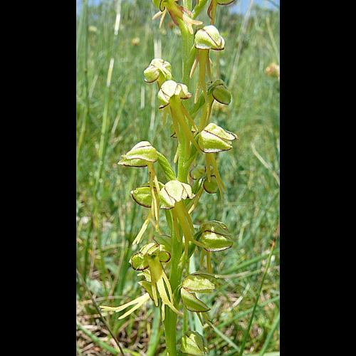 Orchis anthropophora (L.) All., 1785 © VILLARET Jean-Charles