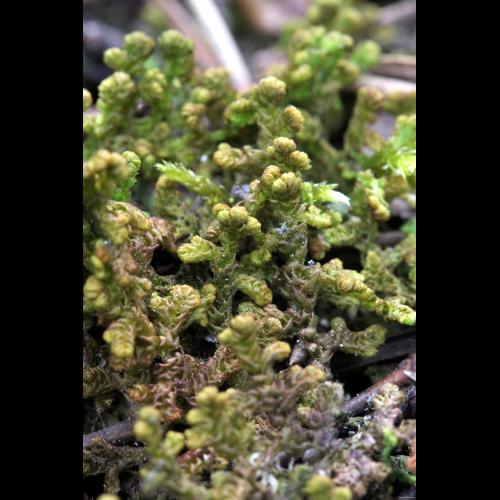 Ptilidium ciliare (L.) Hampe © LEGLAND Thomas