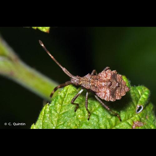 <i>Coreus marginatus</i> (Linnaeus, 1758) © C. Quintin