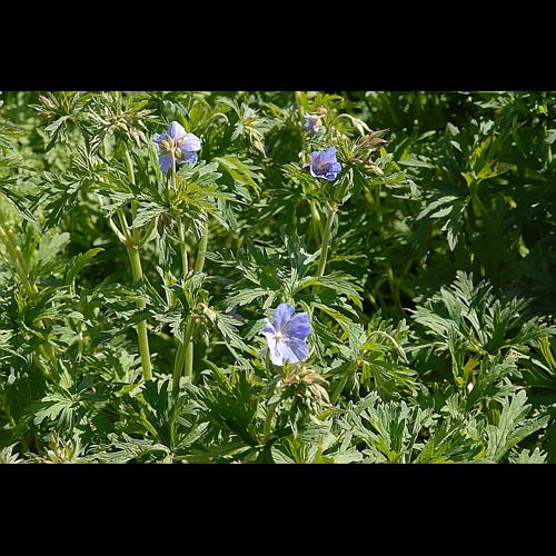 Geranium pratense L. © DALMAS Jean-Pierre