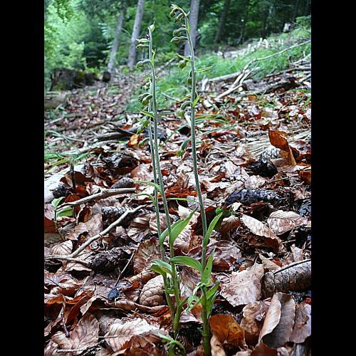 Epipactis microphylla (Ehrh.) Swartz © VILLARET Jean-Charles