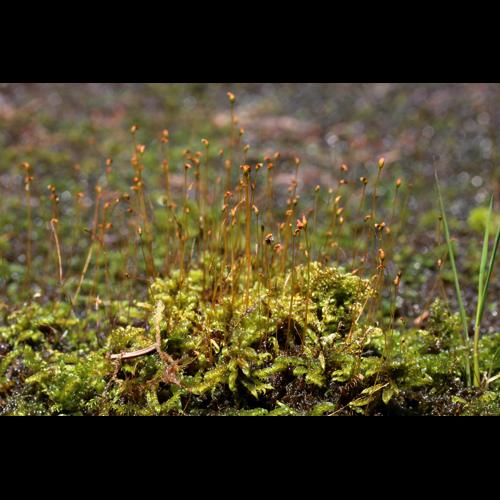 Warnstorfia fluitans (Hedw.) Loeske © LEGLAND Thomas