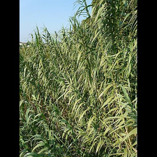Arundo donax L., 1753 © GARRAUD Luc