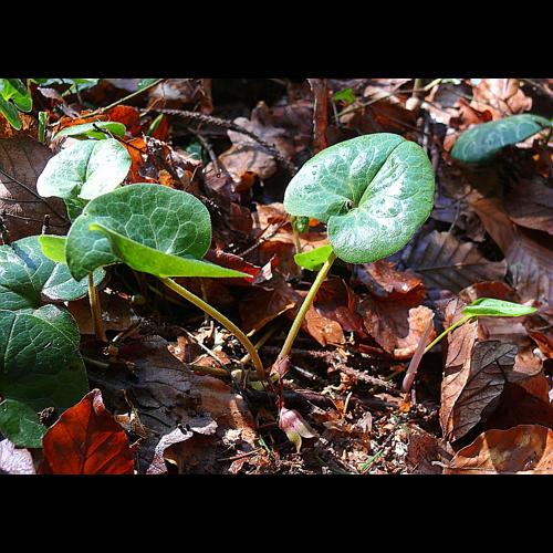 Asarum europaeum L. © LEGLAND Thomas