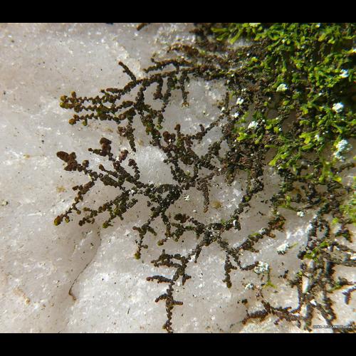 Frullania fragilifolia (Taylor) Gottsche, Lindenb. & Nees, 1845 © LEGLAND Thomas