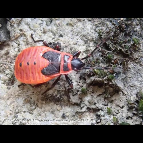 <i>Pyrrhocoris apterus</i> (Linnaeus, 1758) © Benjamin GUICHARD/Agence Française pour la Biodiversité