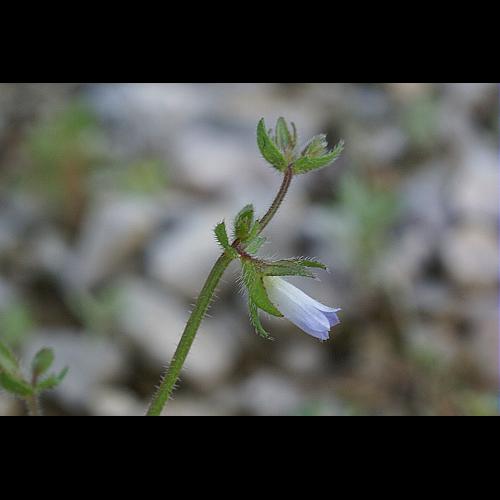 Campanula erinus L. © PACHES Gilles