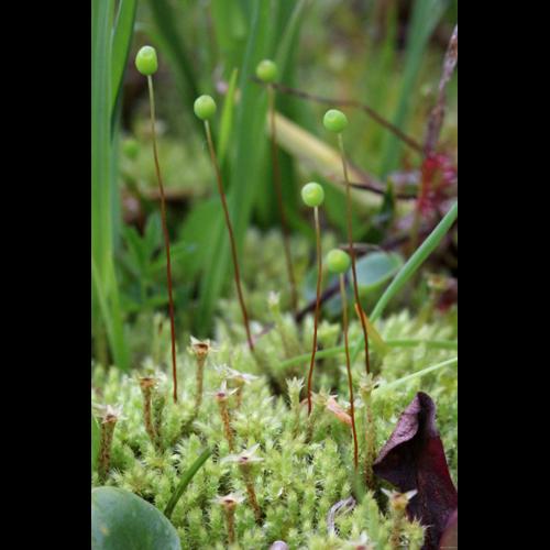 Philonotis fontana (Hedw.) Brid. &copy; LEGLAND Thomas