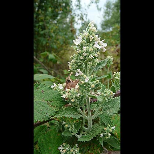 Nepeta cataria L., 1753 &copy; GARRAUD Luc
