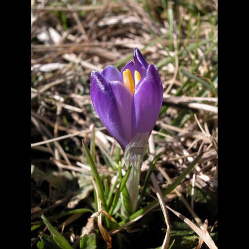 Crocus vernus (L.) Hill subsp. albiflorus (Kit.) Cesati © VILLARET Jean-Charles