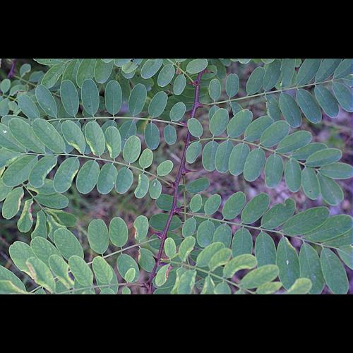 Robinia pseudoacacia L. © PACHES Gilles