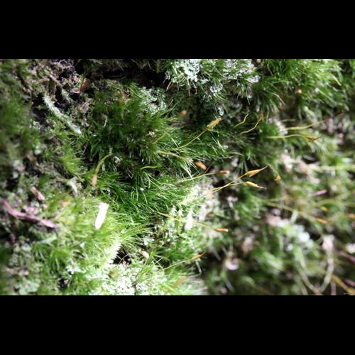 Dicranum tauricum Sapjegin © LEGLAND Thomas