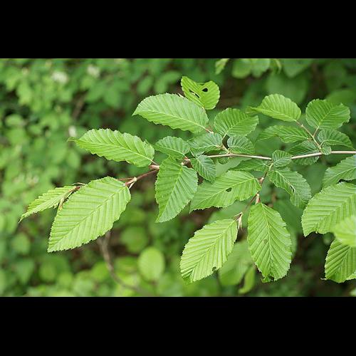 Carpinus betulus L. &copy; PACHES Gilles