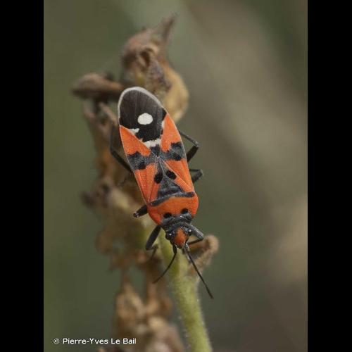 <i>Lygaeus equestris</i> (Linnaeus, 1758) © Pierre-Yves Le Bail