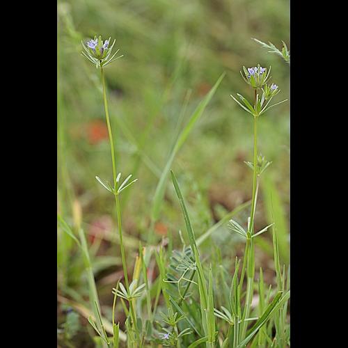 Asperula arvensis L. &copy; PACHES Gilles