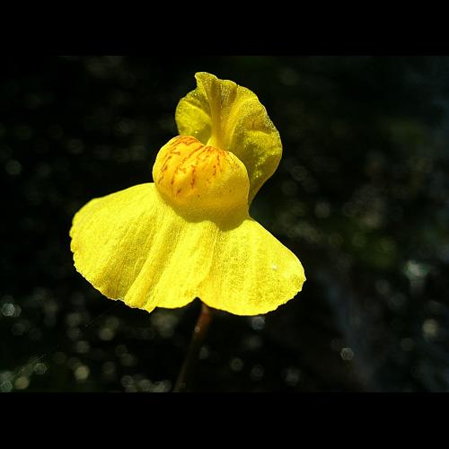 Utricularia australis R. Br. © VILLARET Jean-Charles