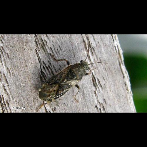 <i>Heterogaster urticae</i> (Fabricius, 1775) © F. Michalke