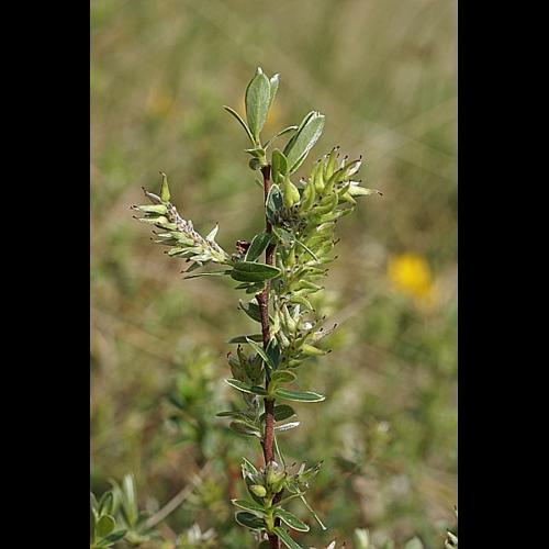 Salix repens L. © PACHES Gilles