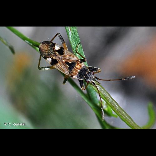 <i>Beosus maritimus</i> (Scopoli, 1763) © C. Quintin