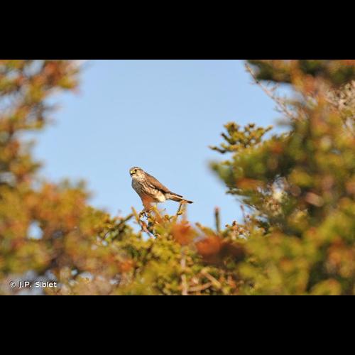 <i>Falco columbarius</i> Linnaeus, 1758 © J.P. Siblet
