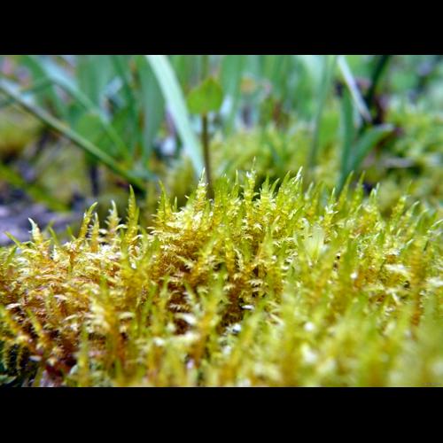 Calliergonella cuspidata (Hedw.) Loeske, 1911 © LEGLAND Thomas