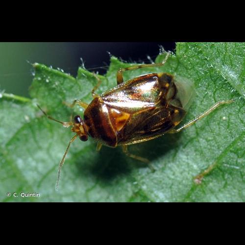<i>Deraeocoris lutescens</i> (Schilling, 1837) © C. Quintin