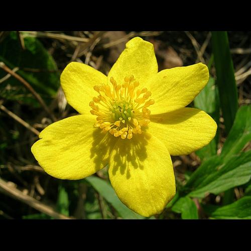 Anemone ranunculoides L. subsp. ranunculoides © VILLARET Jean-Charles