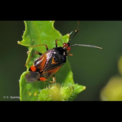 <i>Deraeocoris ruber</i> (Linnaeus, 1758) © C. Quintin