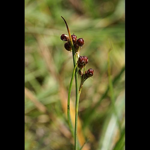 Juncus compressus Jacq. © PACHES Gilles