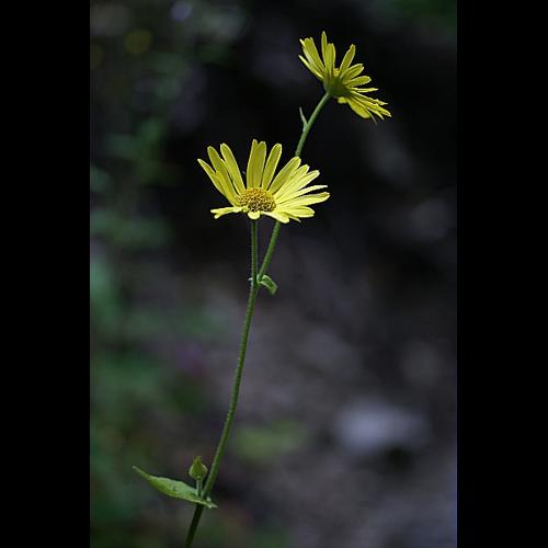 Doronicum pardalianches L. © PACHES Gilles