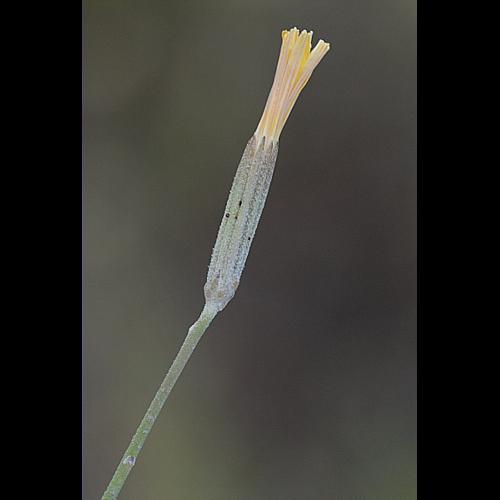 Chondrilla juncea L., 1753 © DALMAS Jean-Pierre