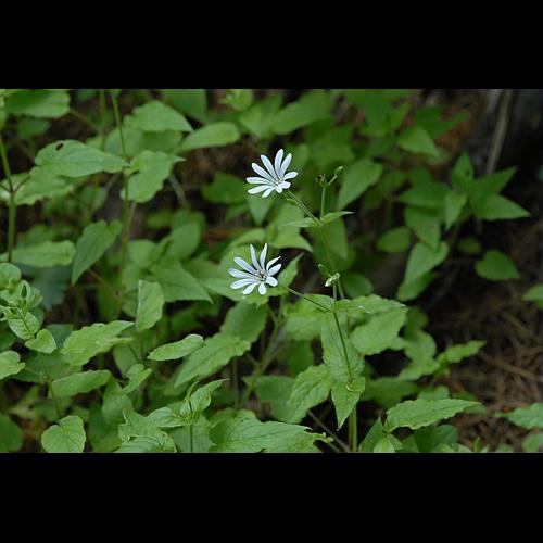 Stellaria nemorum L., 1753 © DALMAS Jean-Pierre