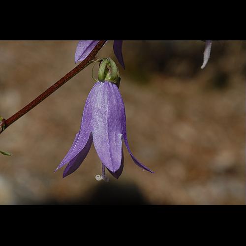 Campanula rapunculoides L. © DALMAS Jean-Pierre