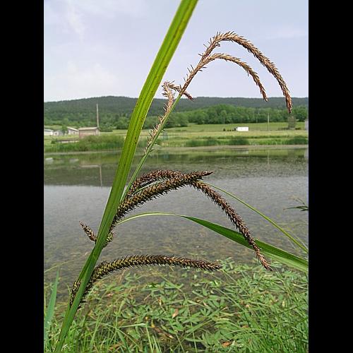 Carex acuta L. &copy; VILLARET Jean-Charles