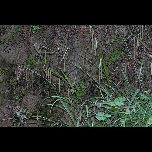 Carex pendula Hudson © DALMAS Jean-Pierre