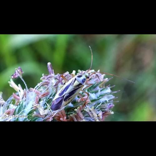 <i>Stenotus binotatus</i> (Fabricius, 1794) &copy; F. Michalke