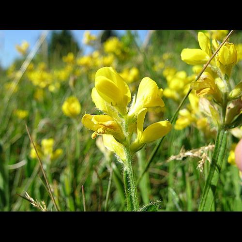 Genista sagittalis L. &copy; VILLARET Jean-Charles