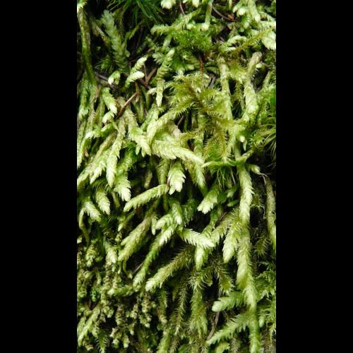 Plagiothecium undulatum (Hedw.) Schimp. &copy; GARRAUD Luc